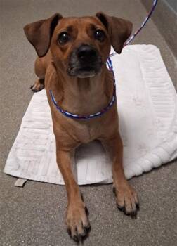 ALEXA -  Beagle Dog for Adoption in Las Vegas, Nevada - ALEXA | PetCurious
