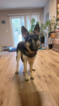 Rescue German Shepherd Dog Dogs for Adoption in Modesto, California - Allie Bea | PetCurious