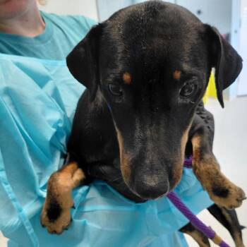 Dixie Ray 0994 -  Jack Russell Terrier and Mixed Breed Dog for Adoption in Loxahatchee Groves, Florida - Dixie Ray 0994 | PetCurious