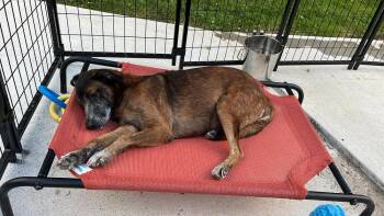 Leo (FOSTERED LOCALLY) -  Shepherd Dog for Adoption in Leverett, Massachusetts - Leo (FOSTERED LOCALLY) | PetCurious