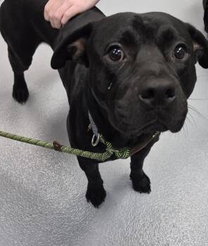 Pit Bull Terrier Dogs Available for Adoption in Lawrenceville, Georgia - Ic 7c | PetCurious