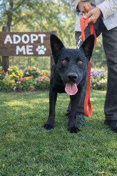 Black Labrador Retriever and Weimaraner Dogs Available for Adoption - Buddy  | PetCurious