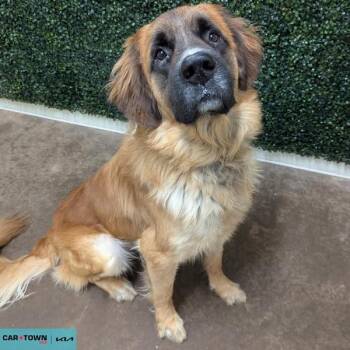 Saint Bernard and Shepherd Dogs Available for Adoption - Duke | PetCurious