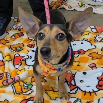 Molly -  Miniature Pinscher Dog for Adoption in Williston, Vermont - Molly | PetCurious