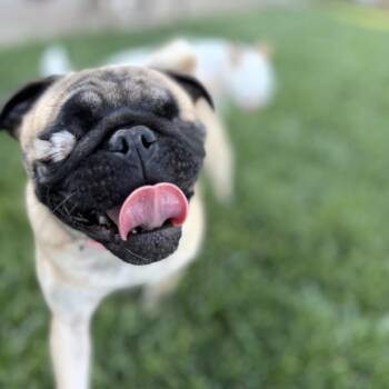 Miss Luz -  Pug Dog for Adoption in Sonoma, California - Miss Luz | PetCurious