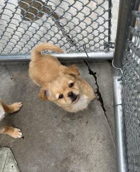 Chihuahua and Terrier Dogs Available for Adoption in Ontario, California - Chico | PetCurious