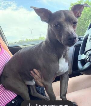 Wilson AKA Buddy -  Chihuahua Dog for Adoption in Dallas, Texas - Wilson AKA Buddy | PetCurious