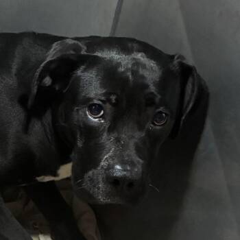 Nosferatu -  Pit Bull Terrier Dog for Adoption in Philadelphia, Pennsylvania - Nosferatu | PetCurious