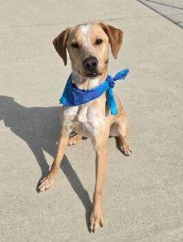 Labrador Retriever Dogs Available for Adoption - Franklin | PetCurious
