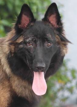 Flint von Freising -  Belgian Shepherd Tervuren Dog for Adoption in Los Angeles, California - Flint Von Freising | PetCurious