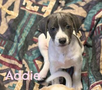 Great Pyrenees Dogs Available for Adoption in Lutz, Florida - Addie | PetCurious