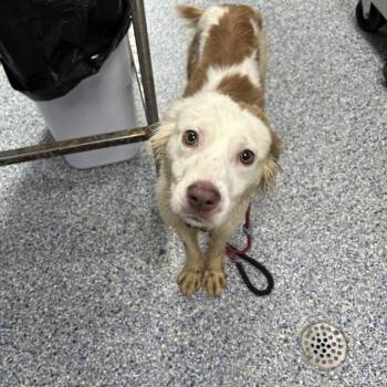 Moe Moe 26-0425 -  Mixed Breed Dog for Adoption in Yanceyville, North Carolina - Moe Moe 26-0425 | PetCurious