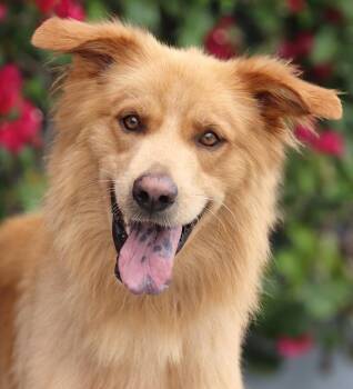 Naruto von Neulewin -  German Shepherd Dog and Golden Retriever Dog for Adoption in Los Angeles, California - Naruto Von Neulewin | PetCurious