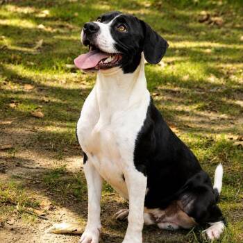 Ramerez -  Beagle and Mixed Breed Dog for Adoption in Pine Bluff, Arkansas - Ramerez | PetCurious