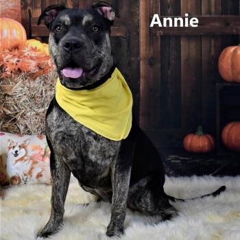 Annie -  Pit Bull Terrier and Mixed Breed Dog for Adoption in Yuma, Arizona - Annie | PetCurious