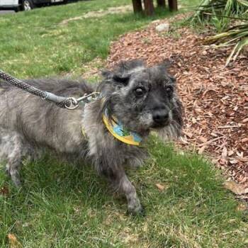 Kaylee -  Cairn Terrier Dog for Adoption in Worcester, Massachusetts - Kaylee | PetCurious