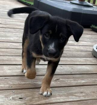 Cold Stone -  Australian Shepherd Dog for Adoption in Newport, Kentucky - Cold Stone | PetCurious