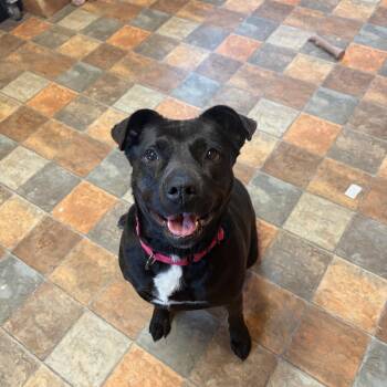 Black Labrador Retriever and Pit Bull Terrier Dogs Available for Adoption - Anita | PetCurious