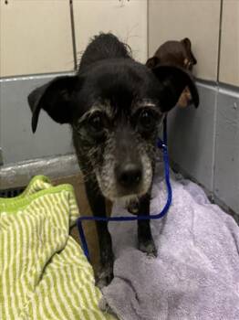 NOODLES -  Chihuahua and Mixed Breed Dog for Adoption in Houston, Texas - NOODLES | PetCurious