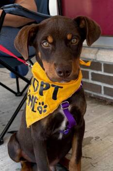 Ringo -  Doberman Pinscher and American Staffordshire Terrier Dog for Adoption in Trenton, New Jersey - Ringo | PetCurious