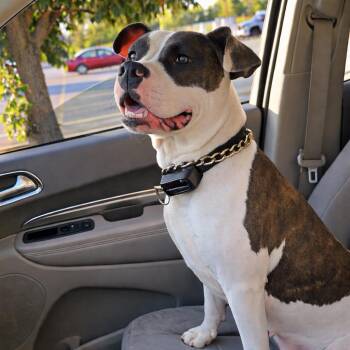 Pit Bull Terrier and American Bulldog Dogs Available for Adoption in East St. Louis, Illinois - Ladybug | PetCurious