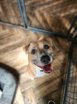Tito -  Mixed Breed Dog for Adoption in Macomb, Michigan - Tito | PetCurious