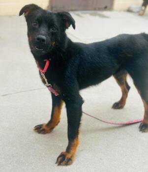 Ruby -  Mixed Breed Dog for Adoption in West Chester, Pennsylvania - Ruby | PetCurious