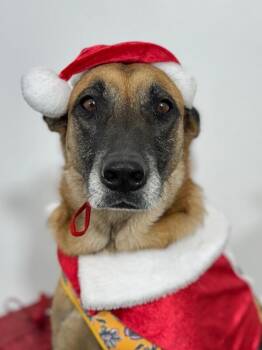 Mila-One of our Amazing Rescue Dogs -  German Shepherd Dog and Belgian Shepherd Malinois Dog for Adoption in Carlsbad, California - Mila-One Of Our Amazing Rescue Dogs | PetCurious