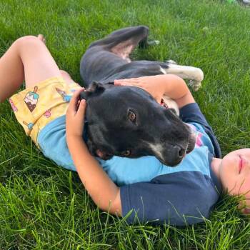 Dexter -  Hound and Mixed Breed Dog for Adoption in Shorewood, Illinois - Dexter | PetCurious