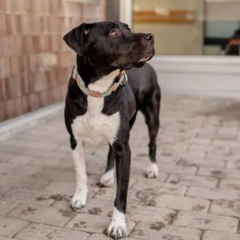 Winston -  Mixed Breed Dog for Adoption in Middletown, Rhode Island - Winston | PetCurious
