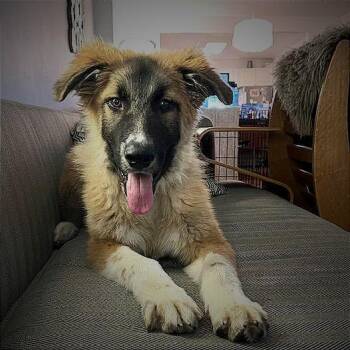 Anatolian Shepherd Dogs Available for Adoption in New York, New York - Sparrow | PetCurious