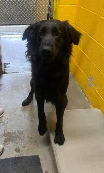 Retriever Dogs Available for Adoption in Murray, Kentucky - Charlie | PetCurious
