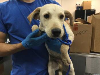 A1922680 -  Golden Retriever and Mixed Breed Dog for Adoption in Riverside, California - A1922680 | PetCurious