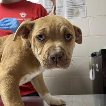 American Bulldog Dogs Available for Adoption - Jose Cuervo | PetCurious