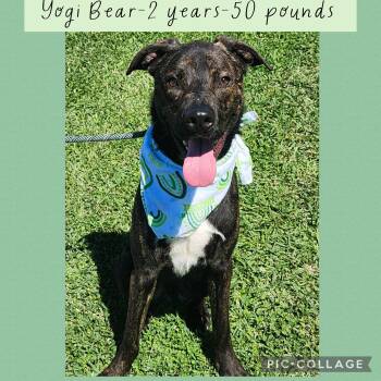 Shepherd Dogs Available for Adoption - Yogi | PetCurious