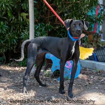 Sorbet -  Labrador Retriever Dog for Adoption in Wake Forest, North Carolina - Sorbet | PetCurious