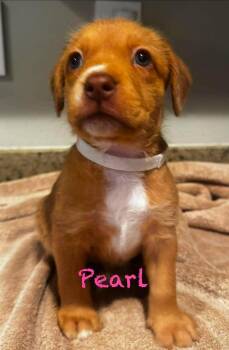 Pearl -  Pit Bull Terrier Dog for Adoption in Mission Viejo, California - Pearl | PetCurious