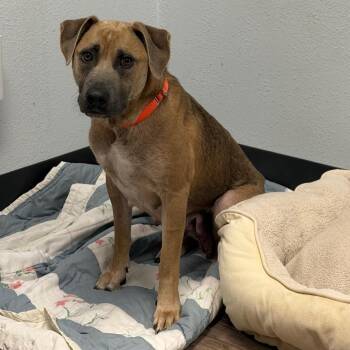 Mixed Breed Dogs Available for Adoption in Durango, Colorado - Marilynn | PetCurious
