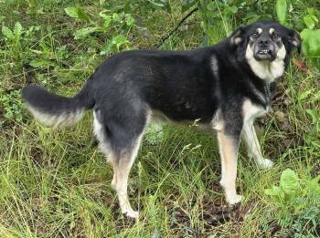 Tiny -  Husky and Shepherd Dog for Adoption in Anchorage, Alaska - Tiny | PetCurious