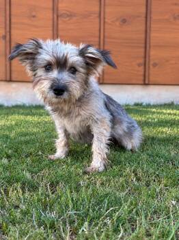 Londyn -  Yorkshire Terrier and Schnauzer Dog for Adoption in Helotes, Texas - Londyn | PetCurious