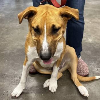Hound and Terrier Dogs Available for Adoption - Niko | PetCurious