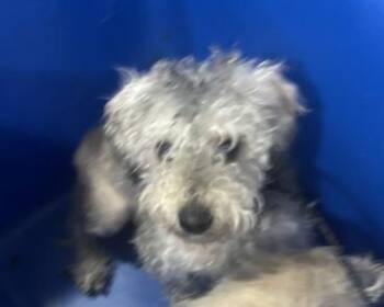 Mixed Breed Dogs Available for Adoption - BURRITO | PetCurious