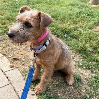 Mixed Breed Dogs Available for Adoption in Eastford, Connecticut - CT Cecily | PetCurious