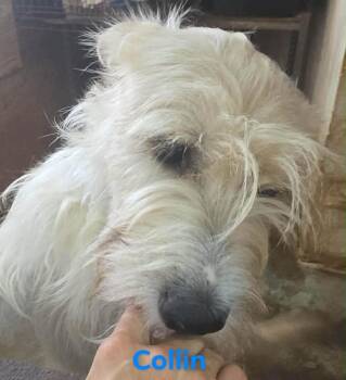 Collin -  Giant Schnauzer and Mixed Breed Dog for Adoption in Severance, Colorado - Collin | PetCurious