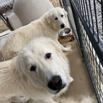 Great Pyrenees Dogs Available for Adoption - Pearl | PetCurious