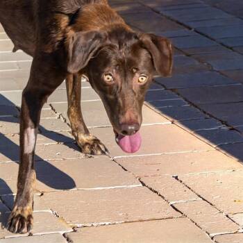 WALLABY -  Labrador Retriever and Mixed Breed Dog for Adoption in St. Louis, Missouri - WALLABY | PetCurious