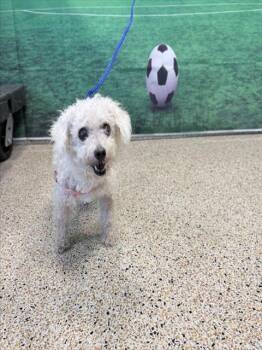 GERTRUDE -  Poodle Dog for Adoption in Doral, Florida - GERTRUDE | PetCurious