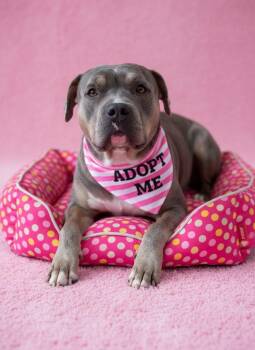 Maxine-ADOPT Me -  Pit Bull Terrier Dog for Adoption in Redondo Beach, California - Maxine-ADOPT Me | PetCurious