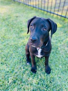 Rescue Great Dane Dogs for Adoption in Garden Valley, Idaho - Hans | PetCurious