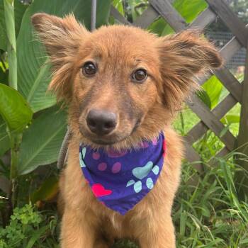Kallie in NH Come Visit our Adoptable Dogs Wed-Sat, More Info in -  Australian Shepherd and Shepherd Dog for Adoption in Manchester, New Hampshire - Kallie In NH Come Visit Our Adoptable Dogs Wed-Sat, More Info In | PetCurious